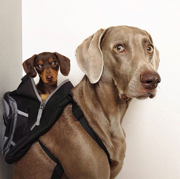 Смешные фото собак, что покорили Instagram (11)