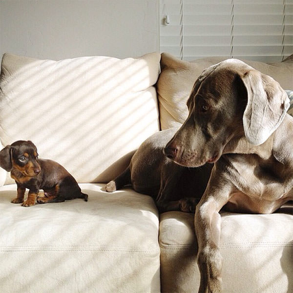Смешные фото собак, что покорили Instagram (12)