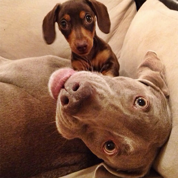 Смешные фото собак, что покорили Instagram (13)