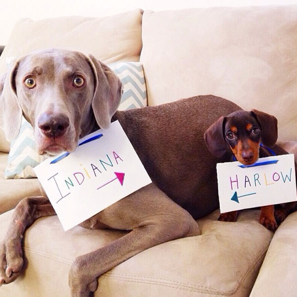 Смешные фото собак, что покорили Instagram (2)