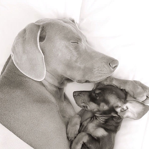 Смешные фото собак, что покорили Instagram (4)