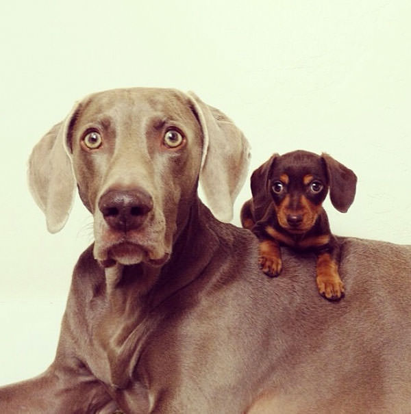 Смешные фото собак, что покорили Instagram (5)
