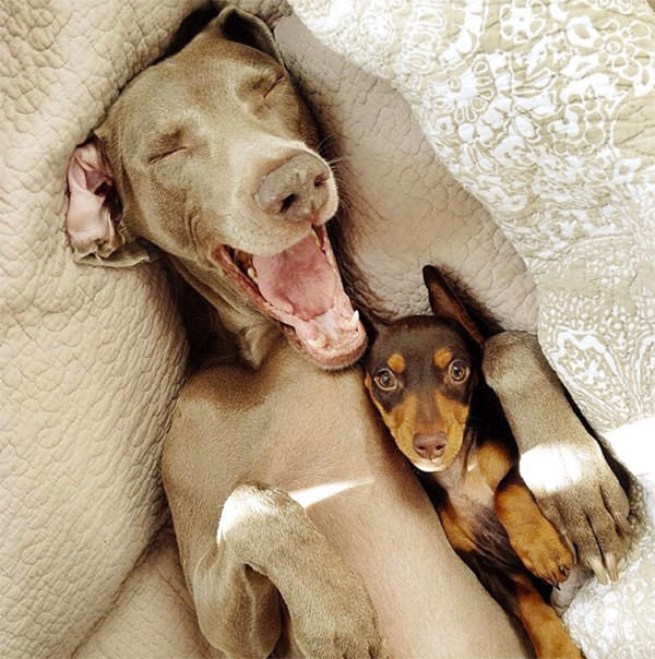 Смешные фото собак, что покорили Instagram (6)