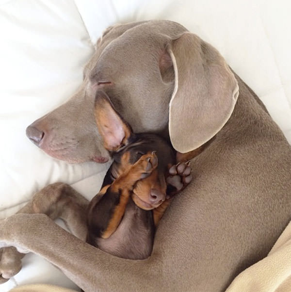 Смешные фото собак, что покорили Instagram (7)