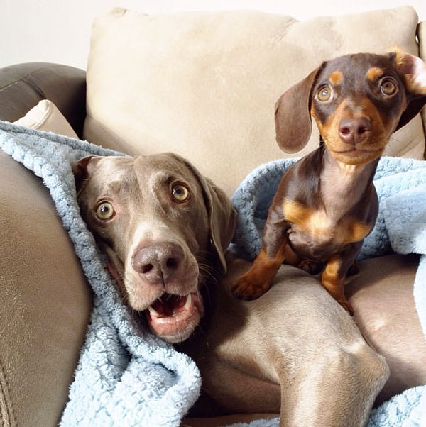 Смешные фото собак, что покорили Instagram (10)