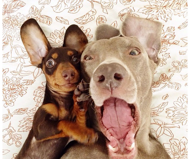 Смешные фото собак, что покорили Instagram (1)