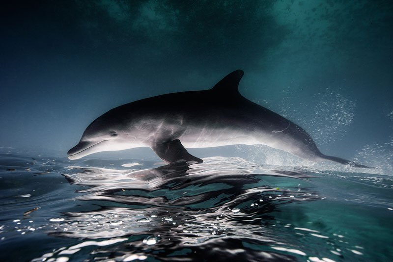 underwater-animal-photography-by-jorge-cervera-hauser-12