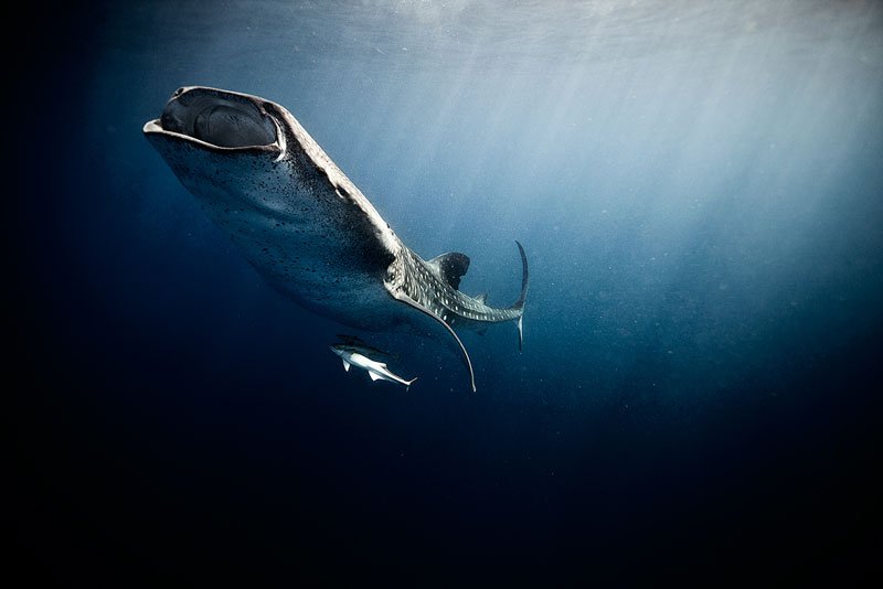 underwater-animal-photography-by-jorge-cervera-hauser-13