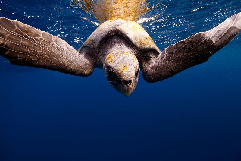 underwater-animal-photography-by-jorge-cervera-hauser-6