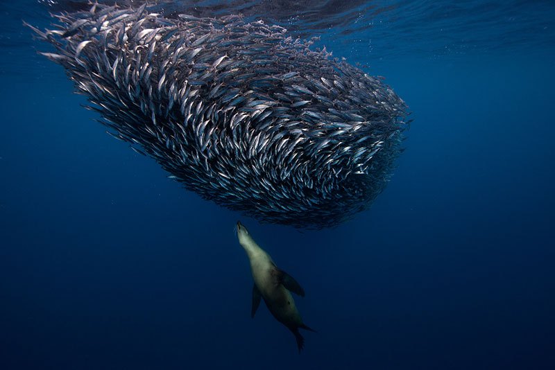 underwater-animal-photography-by-jorge-cervera-hauser-7