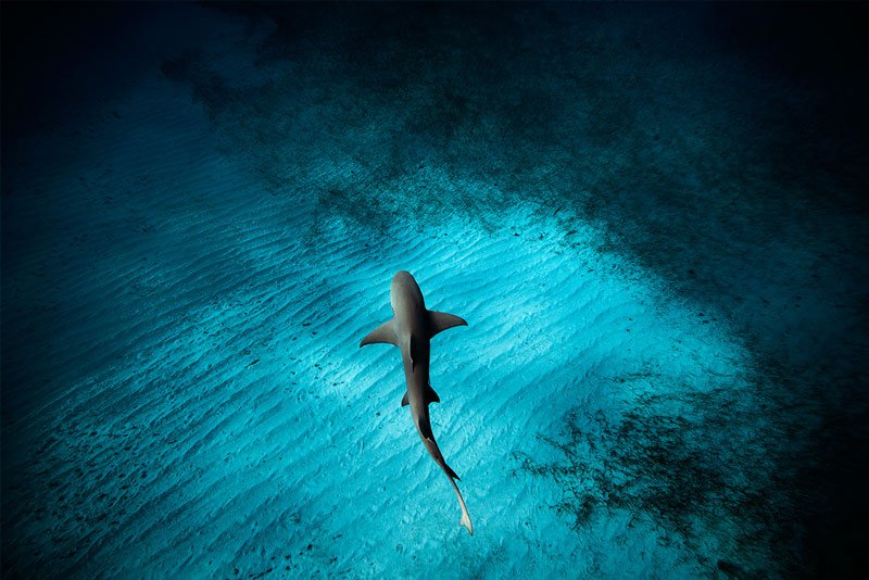 underwater-animal-photography-by-jorge-cervera-hauser-8