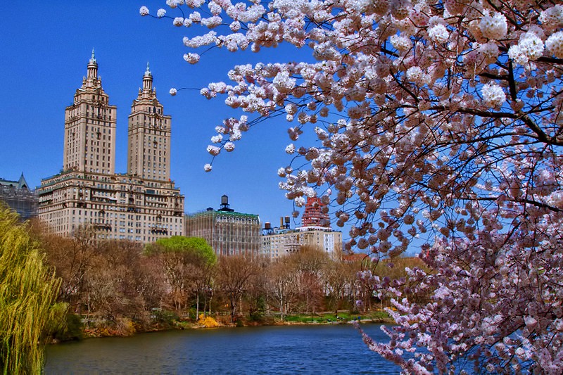 Весна в центральном парке Нью-Йорка (9)