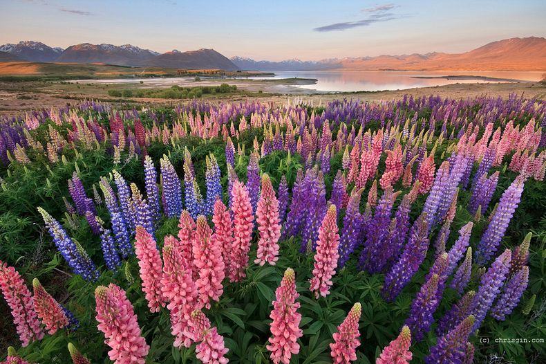 Цветы на озере Текапо, Новая Зеландия (14)