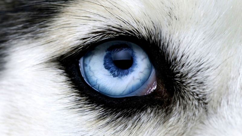 Який зір у собак як вони бачать?